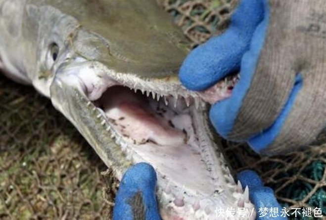 终于|亚洲鲤鱼泛滥成灾,黄鳝原来是它们的克星,这下终于解决烦恼了