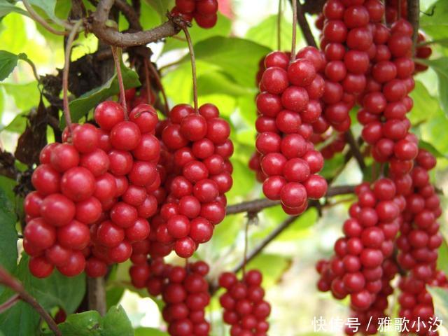 小时候|秋天,漫山遍野都是小时候吃过的“野味”,你还认得几种?