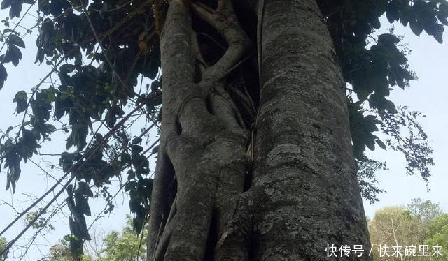 稀世名贵之珍木降龙木你知道吗它的作用