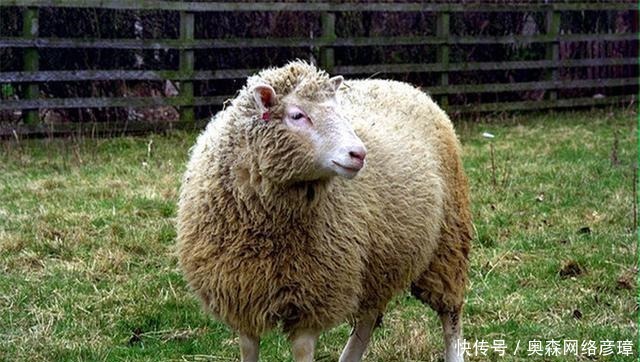 细胞核|人类史上第一只克隆羊多莉,年纪轻轻就得老年病死掉了