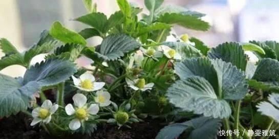  种子|常吃的4种水果，吃剩的种子不要扔，往盆里一种，种出水果小盆栽