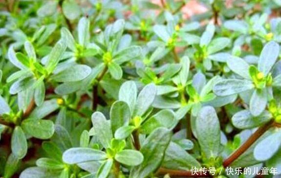  干净|十女九贫血，日常多吃此菜，防乳腺癌，排子宫污血，子宫变干净