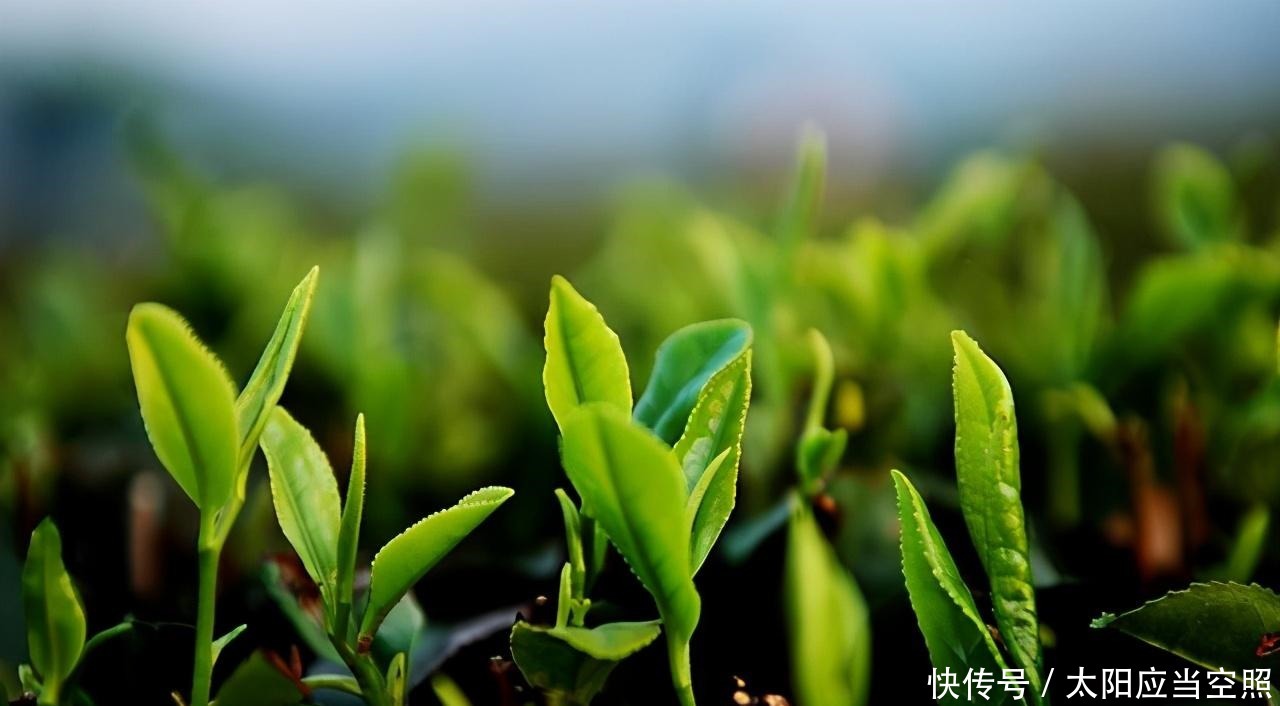 黄山毛峰|中国最好喝的十大绿茶,赶紧来看看你喝过哪一款茶