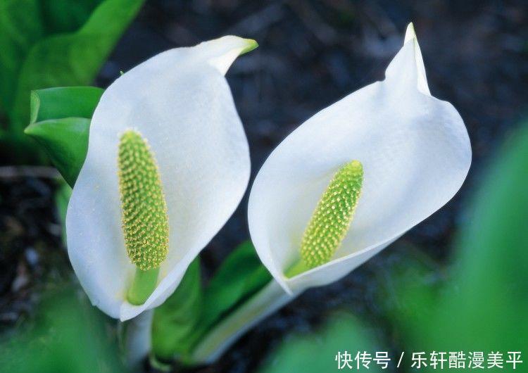 倍增|未来一年好运精彩纷呈,财门广开、福气倍增,日子既富又贵的生肖