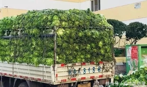 酸菜|东北对腌酸菜的执着，绝对是真爱