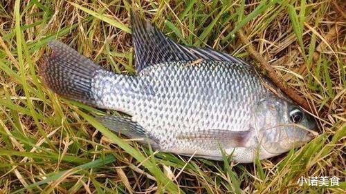 种鱼|我国公认“最难吃”的6种鱼,如果你全部吃过,我敬你是条汉子