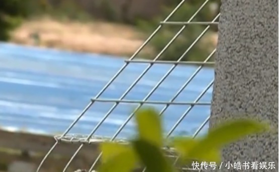 发懵|想出去走走?半百老人深夜翻墙离开养老院,问其原因竟一脸发懵!