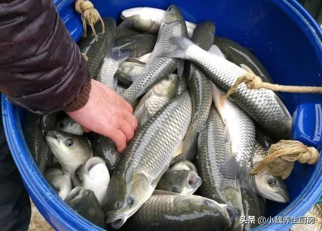 放置很久|买鱼时,遇到这五种鱼转身就走,浪费钱还不健康,内行人从来不买