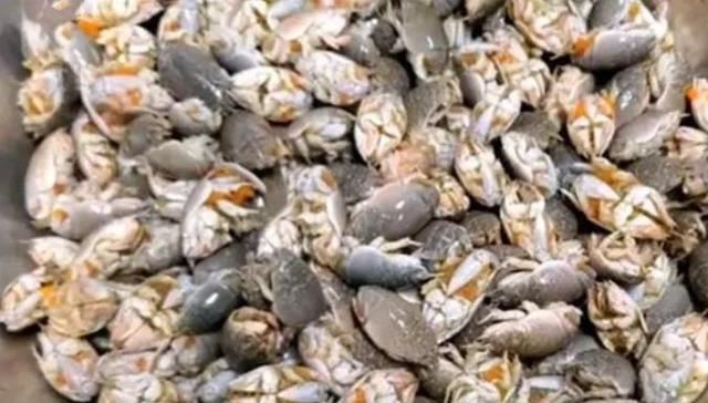 误认为|误认为是“虾”,花150块买了5斤回家,煮完一吃,老公说咱们赚了