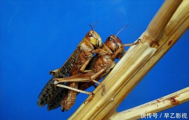  不吃|古代闹蝗灾，灾民为何不吃蝗虫充饥？灾民：我们不敢吃，也吃不起