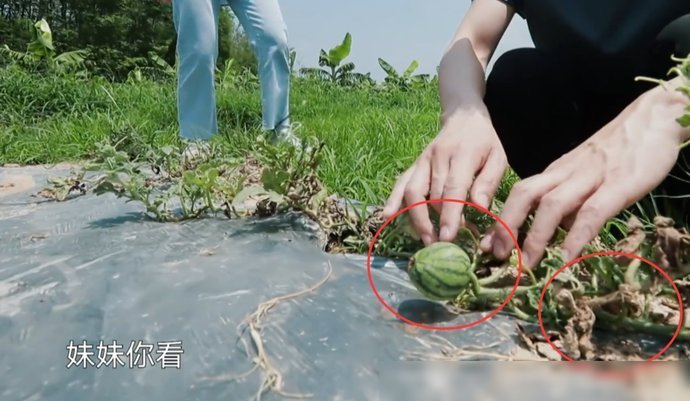 节目|《向往4》西瓜地终于长出西瓜,何炅扒开一看,穿帮镜头后期忘记了打码