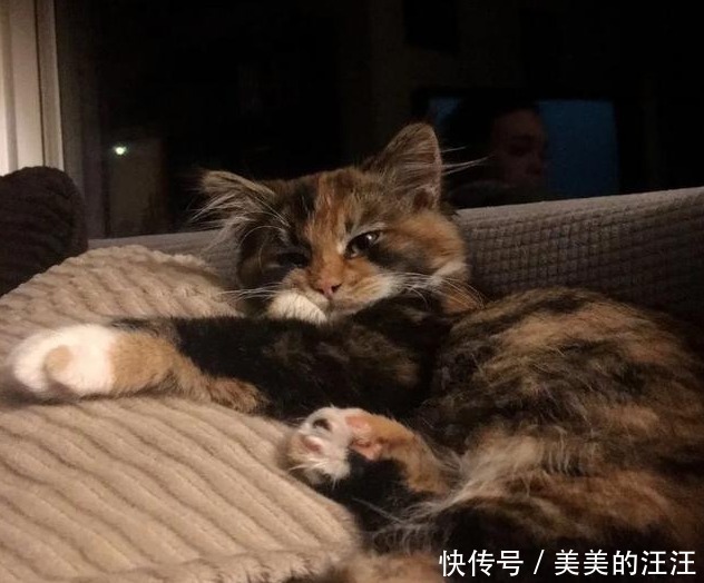 家里|流浪小猫太饿向人类求助,填饱肚子之后,赖在主人家里不走了