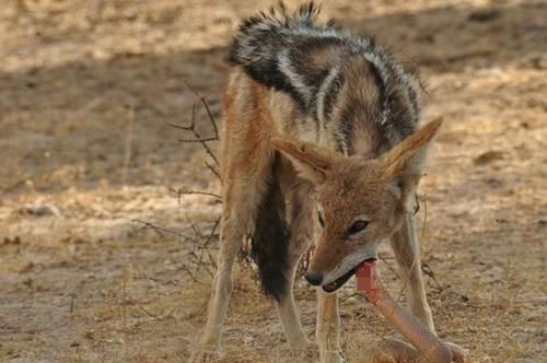 攻击|胡狼捕食毒蛇,毒蛇不用毒牙攻击,反而缩成一团保护蛇头