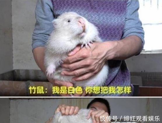 疫情|华农兄弟最终选择告别竹鼠,B站大佬不得不在疫情下低头
