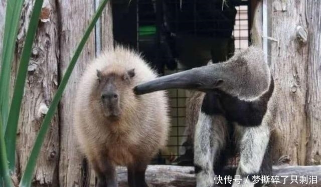  每日|每日一笑：这就是奥特曼下班后的生活吧