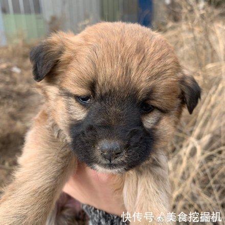 感动|流浪狗蹲在她面前直勾勾的望着,女孩喂它点吃的后接下来感动坏了