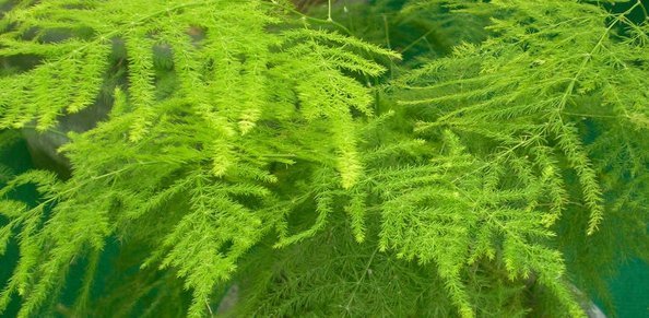 种花|喜欢养花，就养这4种花，漂亮好养花期长，用来净化空气最适合