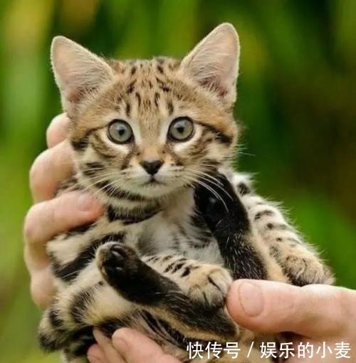 最小|最大的猫属动物能打得过最小的豹属动物吗