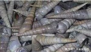 海鲜|海鲜大全, 你能认出多少