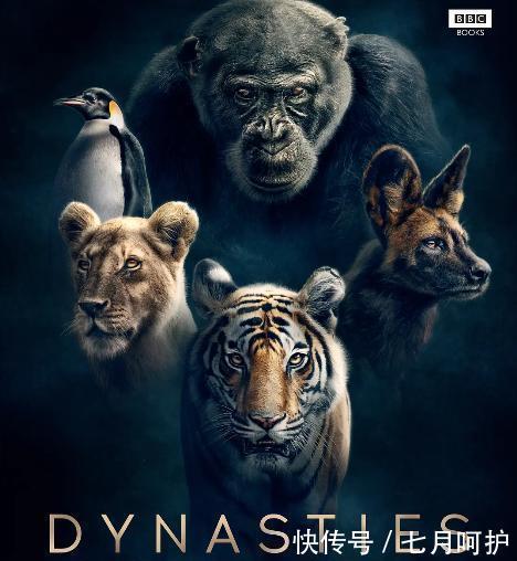 自然|推荐10部经典纪录片！暑假让娃涨知识