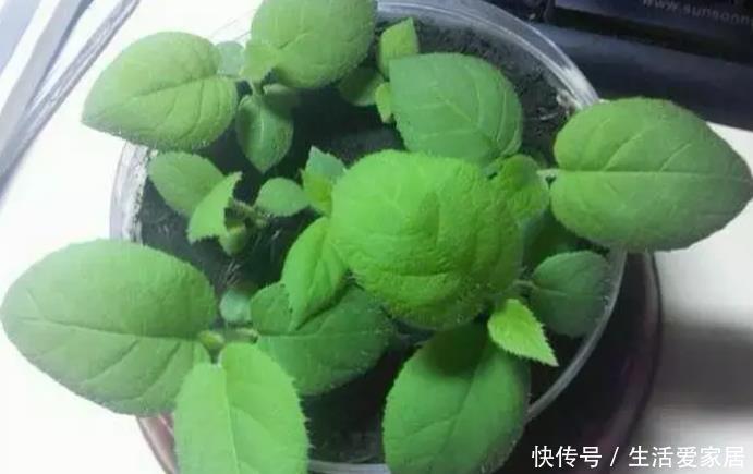叶子|猕猴桃种子扔土里,7天变身毛茸茸叶子盆栽,开心!