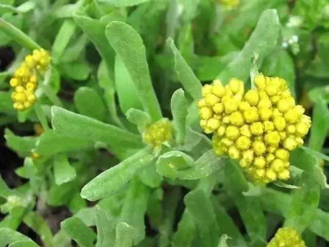 苍南|春风十里 不如苍南这几道时令美食!你尝了吗?