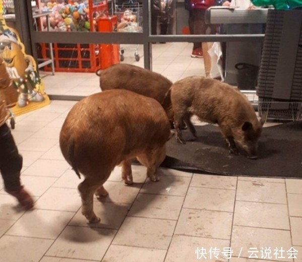 农场|三只战斗民族的小猪从农场“越狱”,只为到商店喝点威士忌暖暖身
