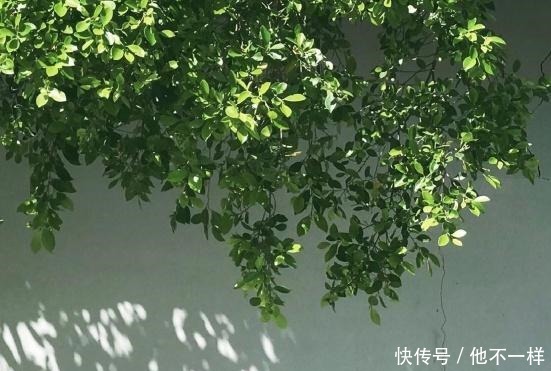  真心|去问一下喜欢你的人这三个问题，一试就知道是否真心