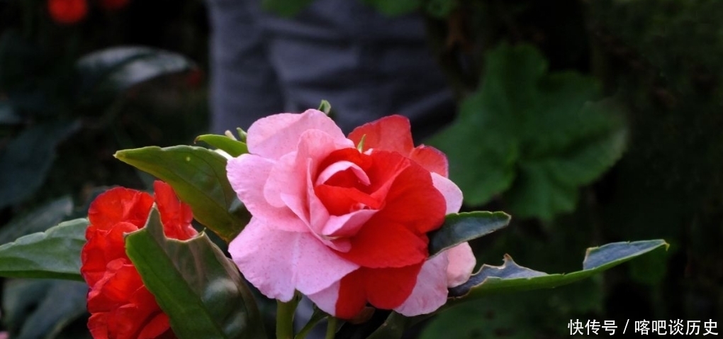 毛主席|指甲花你知道吗？曾受毛主席的赞美，一起来看诗词中的指甲花吧！