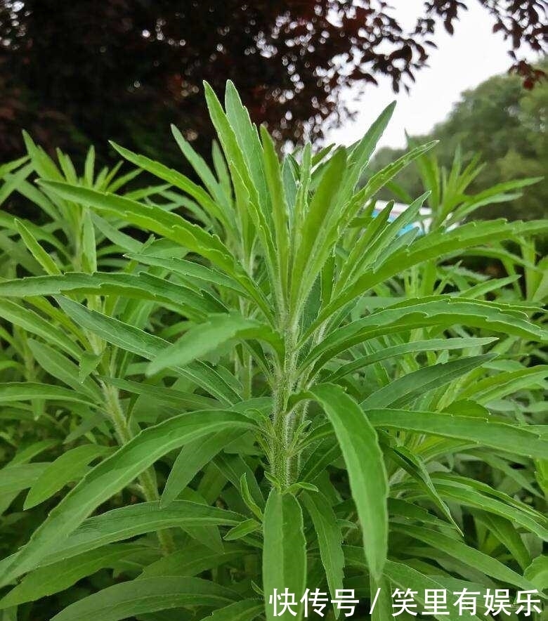 教训|曾风靡全国的“宝塔糖”,为何后来销声匿迹了,苏联的教训不能忘