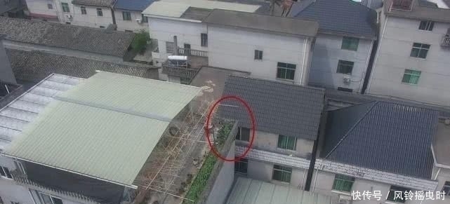  警方|松阳警方全力铲除罂粟！无人机变身铲毒“战斗机”