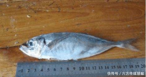 地区|南方人吃了千百年,北方却少有人见过,堪称水中最廉价的鱼