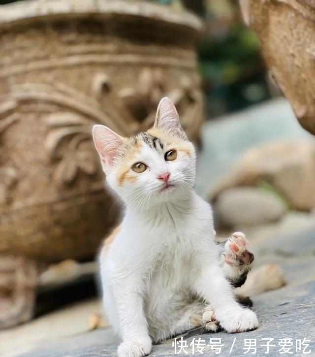  前来|观复猫天团上新，米麒麟前来报道啦