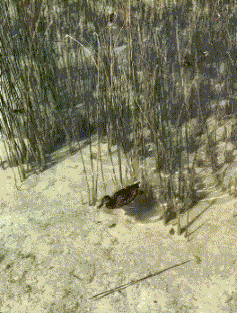  追求|搞笑GIF段子：我相信豪车美女是很多人此生毕生的追求！