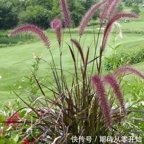 人称|这东西,人称“血草”,名字吓人却是一“宝”,野外遇见,请珍惜