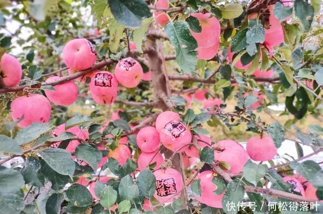 烤地瓜|秋天,你看起来真的很好吃!