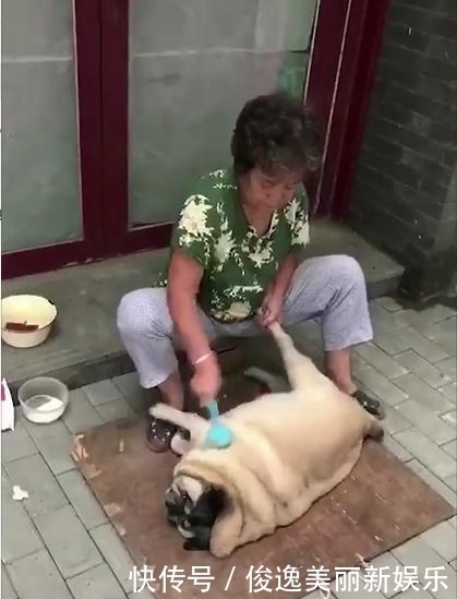 再见|巴哥犬带回老家,交给奶奶养了六个月,再见时主人怀疑养了只假狗