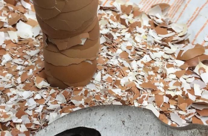 适合|冬天吃不起菜新西兰华人6月种菜攻略,适合新人上手