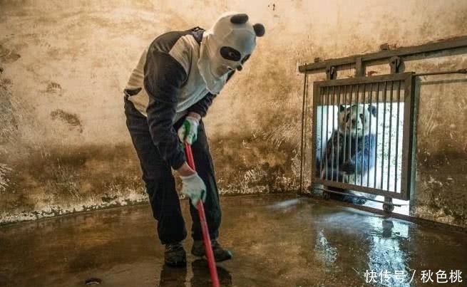  搞笑段子|趣味图片幽默段子：哈哈哈，大哥你穿成这样是怕引起熊猫误会吗