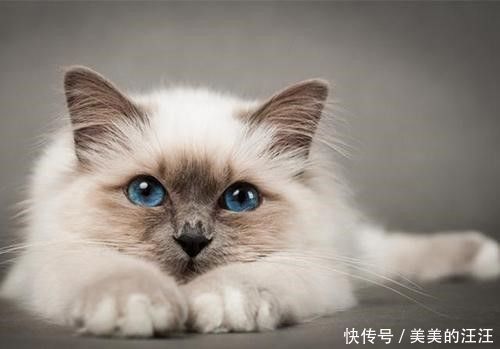 伯曼|猫咪品种大全介绍——伯曼猫，缅甸寺庙里的护殿神猫