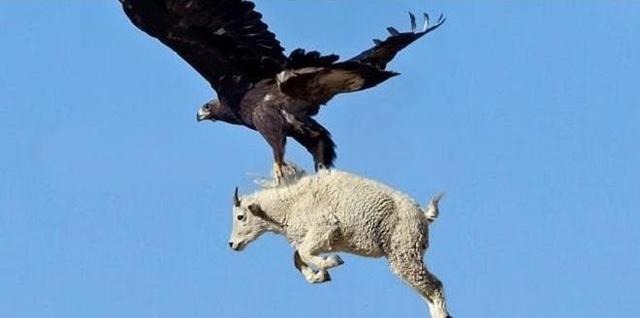  霸主|世界猛禽战力排行榜，谁才是猛禽界的天空霸主