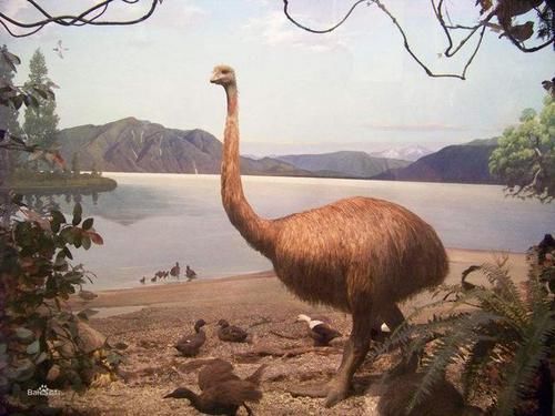 上榜|探索神奇的世界世界10大灭绝动物，霸王龙和渡渡鸟上榜，你认识几个