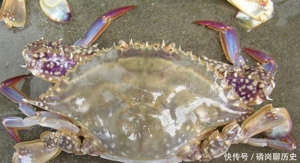  鲜嫩|梭子蟹上市了，渔民教你几个小妙招，挑出的梭子蟹肥美鲜嫩！