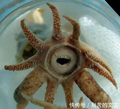  认出|海鲜大全, 你能认出多少