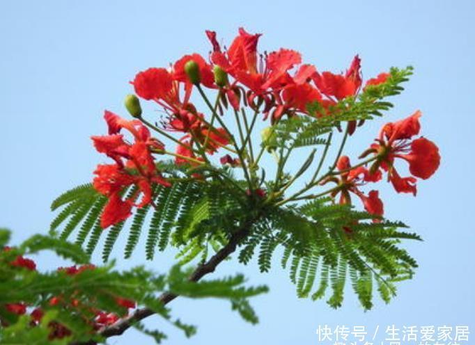 此花花色鲜艳,盛开时满树缀花宛如天边的