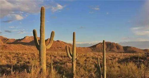 西瓜|沙漠里遍地西瓜,为何路人宁愿饿肚子也不吃当地人想吃但不能