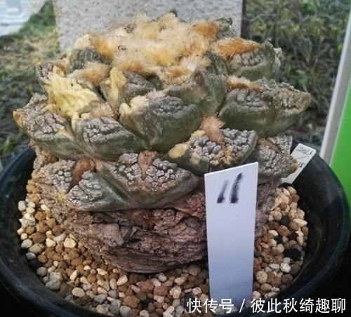 全球|盘点全球昂贵8类多肉,养过其中3种,我跪下抱大腿,乖乖叫土豪