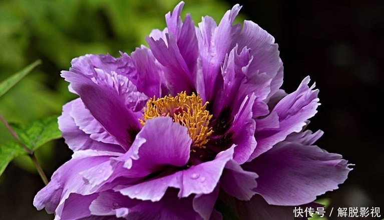 运势|紫气东来,大吉大利,运势如虹,逢凶化吉的3大生肖