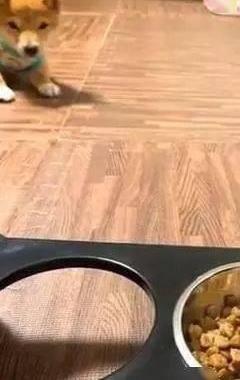  看着|主人说完一堆口令，看着越来越远的食物，网友：狗狗都是别人家的