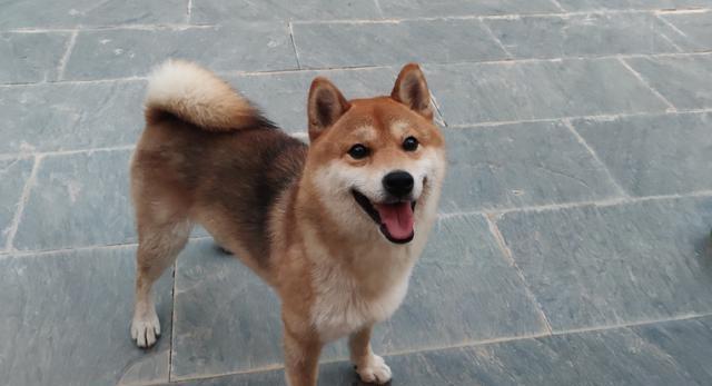 节目|为什么岳云鹏访问《向往》和休闲节目那么多